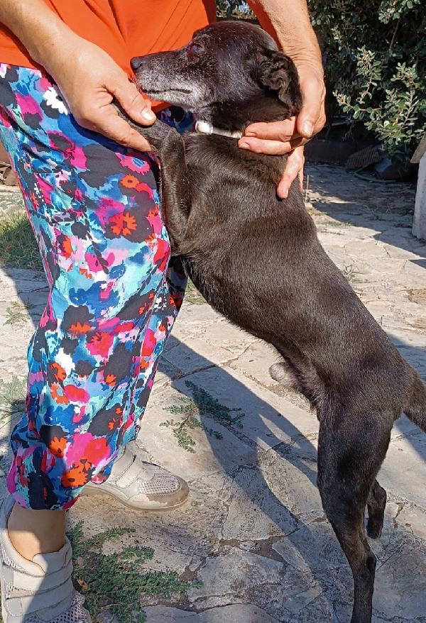 Bobby, super adozione del cuore Foto 7
