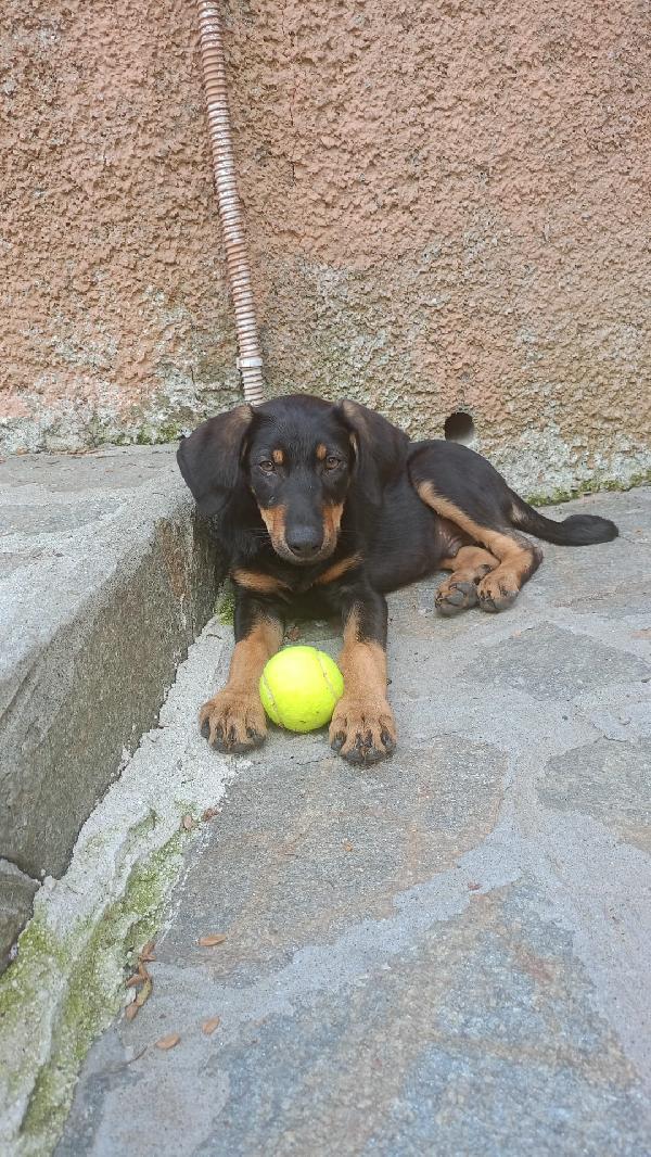Pino il segugino  Foto 1