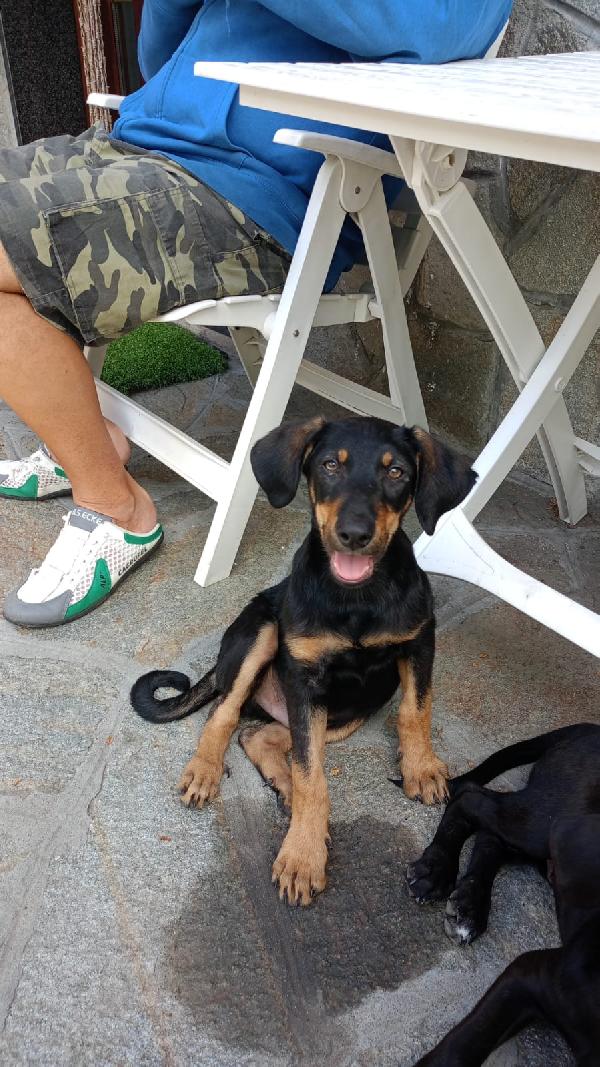 Pino il segugino  Foto 2