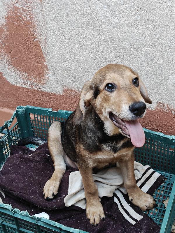 Leo Cucciolo Mix Segugio 