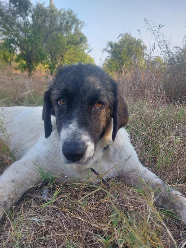 🐶 TONINA – 9 MESI, FUTURA TAGLIA MEDIO-GRANDE 🐶 Foto 2