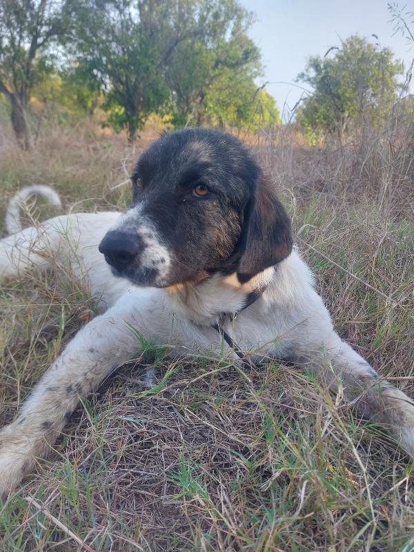 🐶 TONINA – 9 MESI, FUTURA TAGLIA MEDIO-GRANDE 🐶 Foto 3