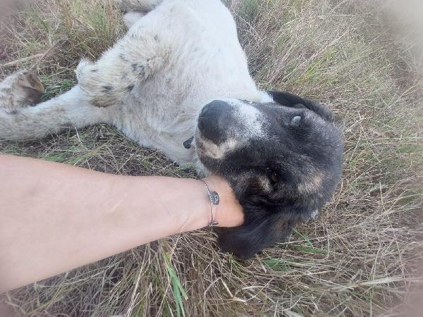 🐶 TONINA – 9 MESI, FUTURA TAGLIA MEDIO-GRANDE 🐶 Foto 6