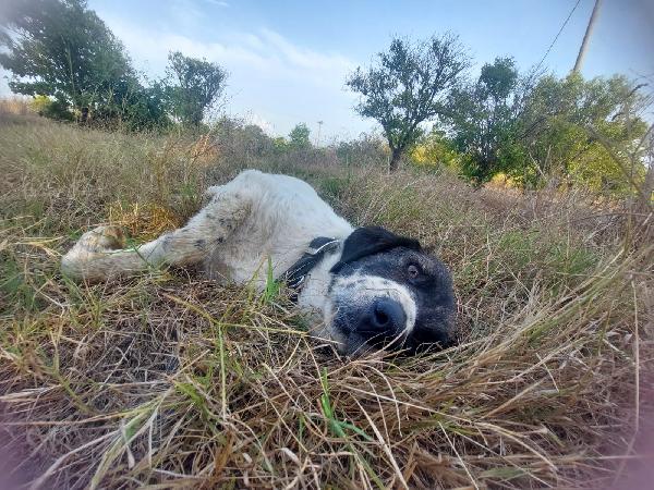 🐶 TONINA – 9 MESI, FUTURA TAGLIA MEDIO-GRANDE 🐶 Foto 7