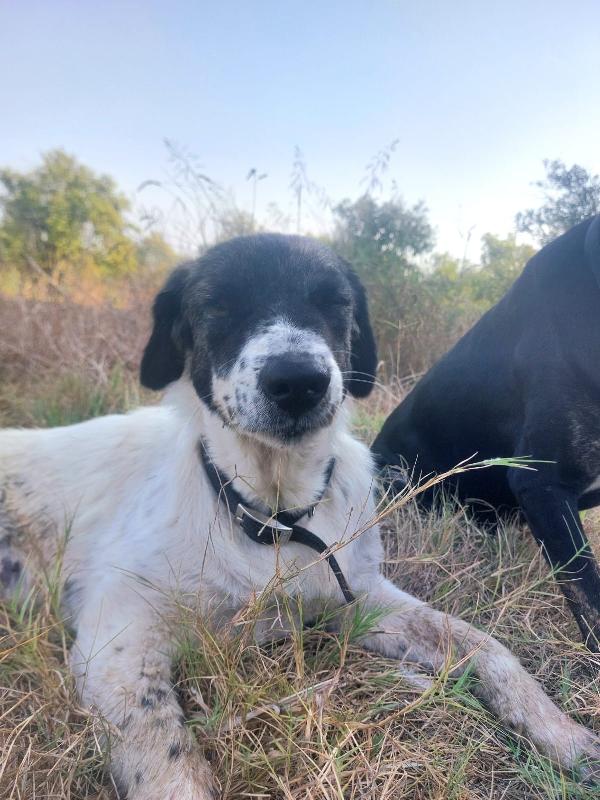 🌸🐾Tonina cerca la sua famiglia per sempre 🏠💕 Foto 4