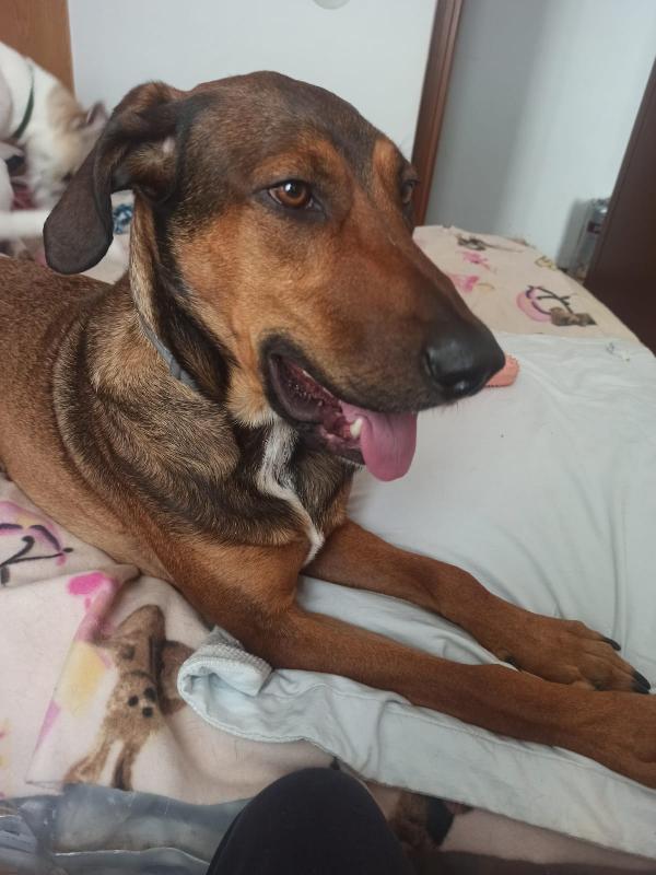 🐾 Tyler Cerca La Sua Famiglia, Vuoi Essere Tu?💕🧑🏻‍🧑🏻‍🧒🏻