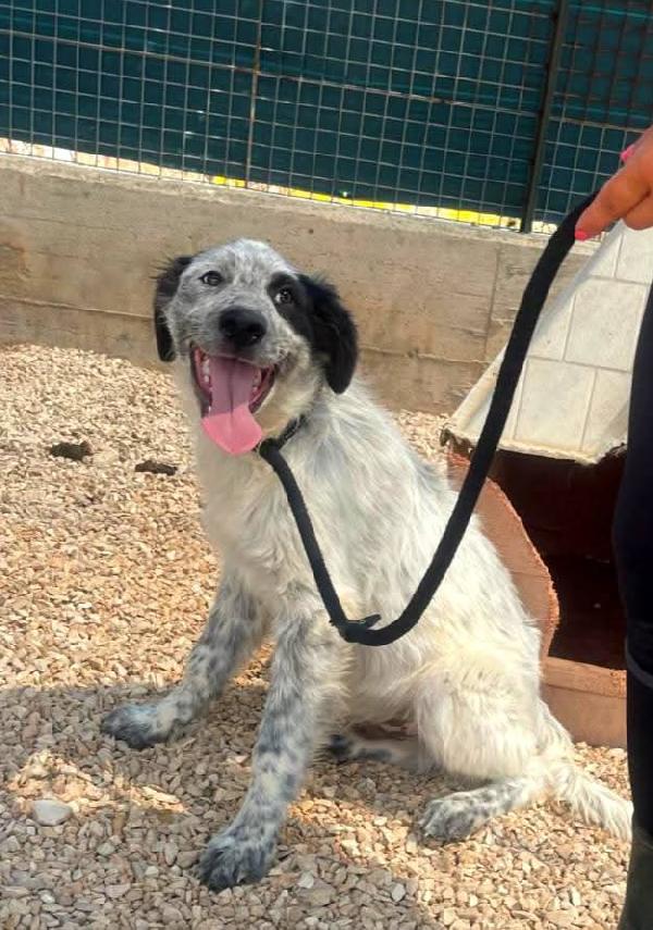 🐾💛 Dado Meraviglioso Cucciolo Cerca Famiglia 💕🧑🏻‍🧑🏻‍🧒🏻