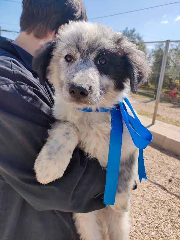 🐾💛 Dado meraviglioso cucciolo cerca famiglia 💕🧑🏻‍🧑🏻‍🧒🏻 Foto 4
