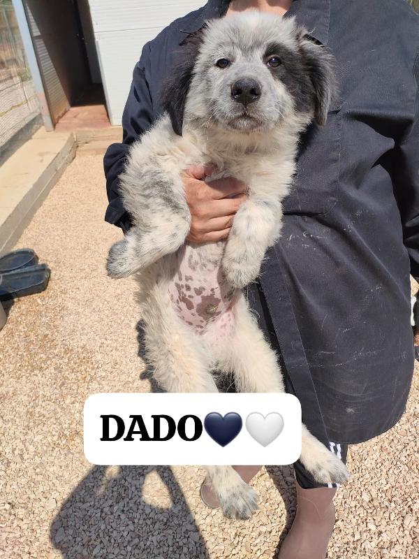 🐾💛 Dado meraviglioso cucciolo cerca famiglia 💕🧑🏻‍🧑🏻‍🧒🏻 Foto 5