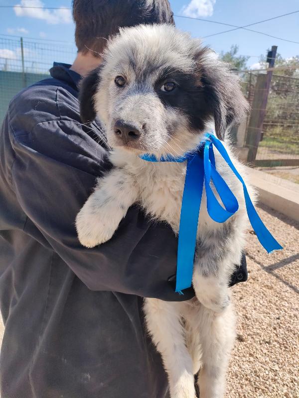 🐾💛 Dado meraviglioso cucciolo cerca famiglia 💕🧑🏻‍🧑🏻‍🧒🏻 Foto 6