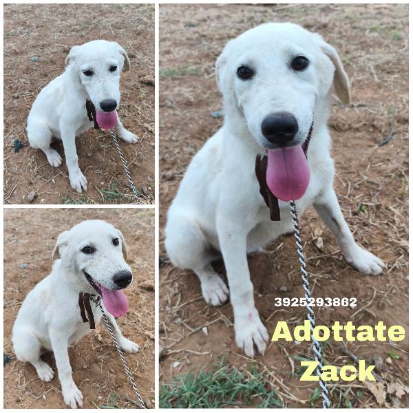 Zack Cerca Casa Disperatamente 