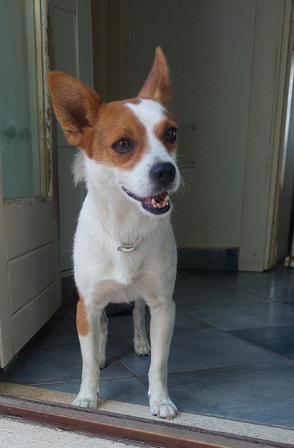 Giovanni, Piccolo Cagnolino Dolcissimo, Aspetta Una Casa