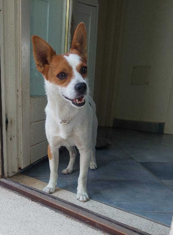 Giovanni, piccolo cagnolino dolcissimo, aspetta una casa Foto 2