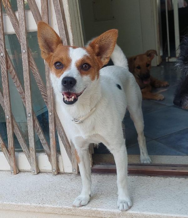 Giovanni, piccolo cagnolino dolcissimo, aspetta una casa Foto 3