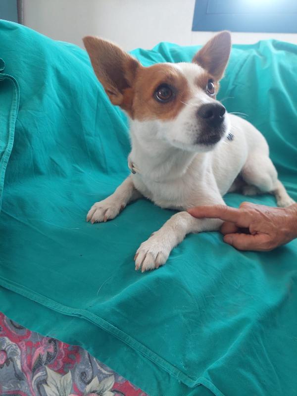 Giovanni, piccolo cagnolino dolcissimo, aspetta una casa Foto 4