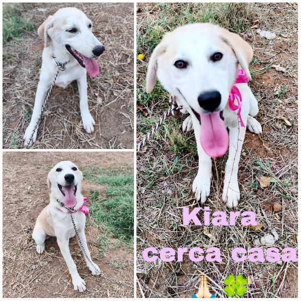Kiara Cerca Famiglia 