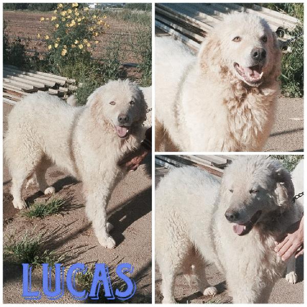 Lucas Un Dolcissimo Maremmano Dagli Occhi Meravigliosi Cerca Casa