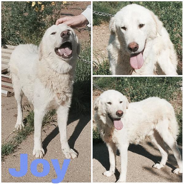 Joy Un Giovane Maremmano In Adozione 