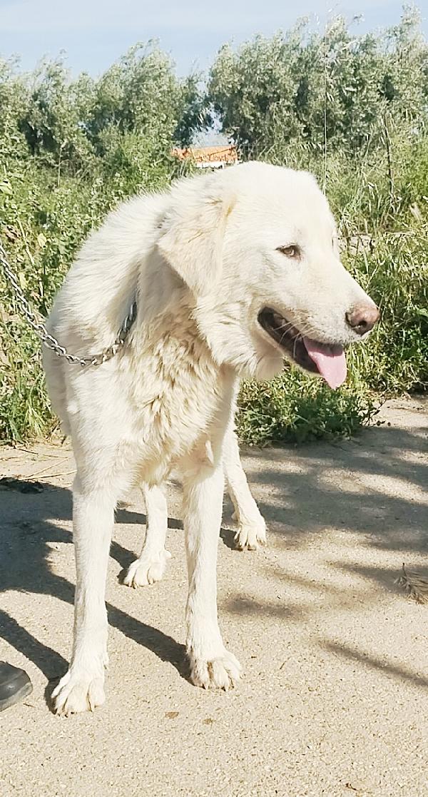 Joy un giovane maremmano in adozione  Foto 6