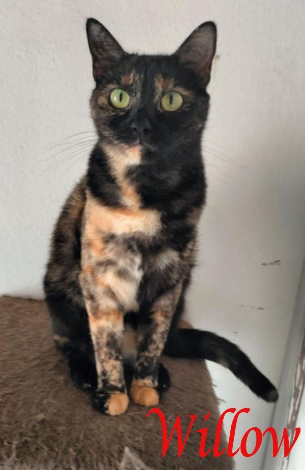 WILLOW, adorabile micia in adozione! Foto 1