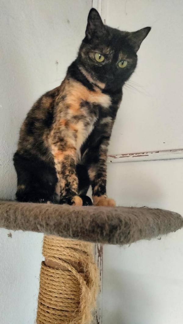 WILLOW, adorabile micia in adozione! Foto 7