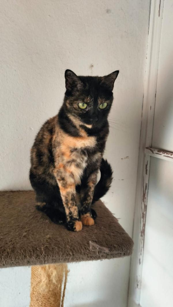 WILLOW, adorabile micia in adozione! Foto 8