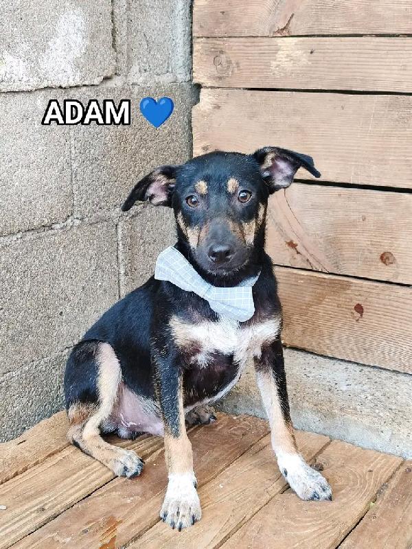 Adam