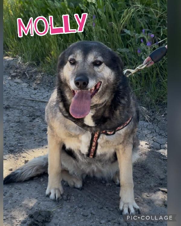 Molly La Mamma Coraggiosa 