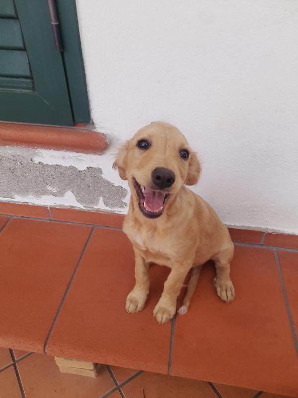 Tito, Cucciolo Di 3 Mesi Futura Taglia Medio Piccola