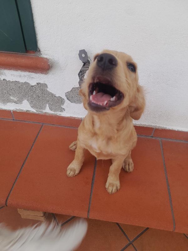 TITO, CUCCIOLO DI 3 MESI futura taglia medio piccola Foto 3