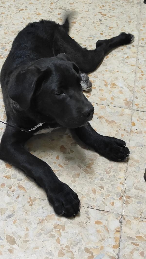 Oro dolcissimo cucciolo taglia grande  Foto 2