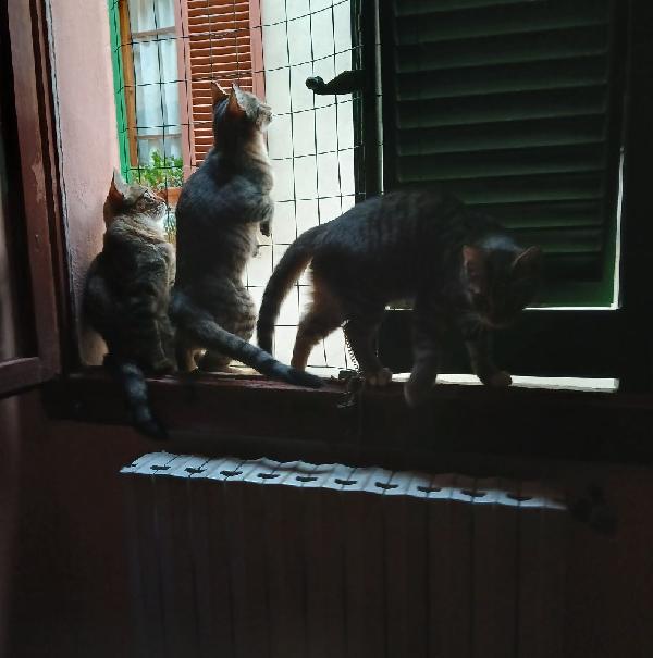 Gattini in cerca urgentemente di adozione Foto 2