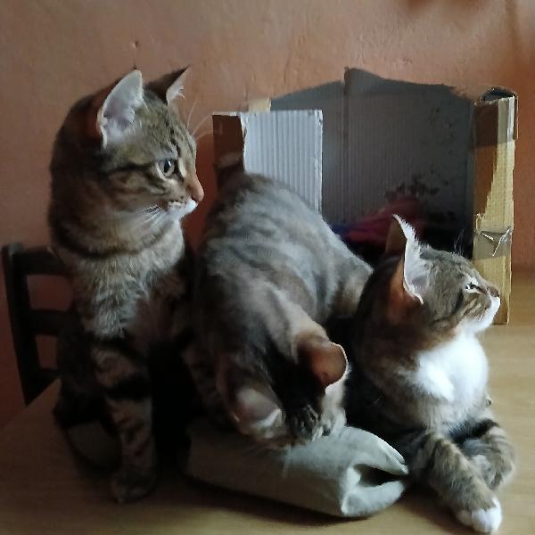 Gattini in cerca urgentemente di adozione Foto 3