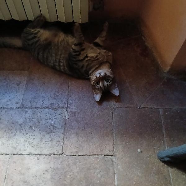 Gattini in cerca urgentemente di adozione Foto 4