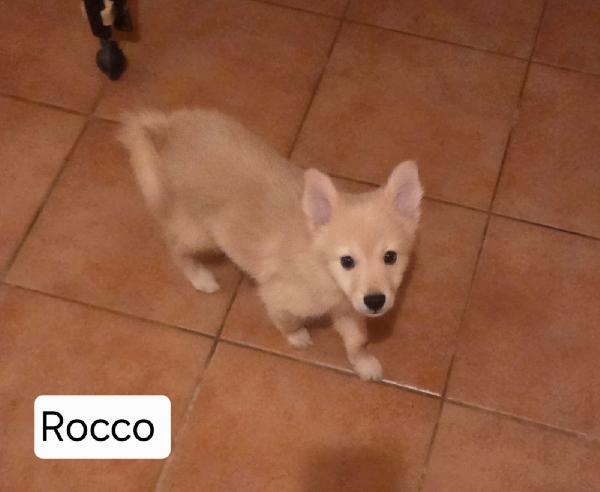 Meravigliosi cuccioli di volpino in adozione  Foto 2