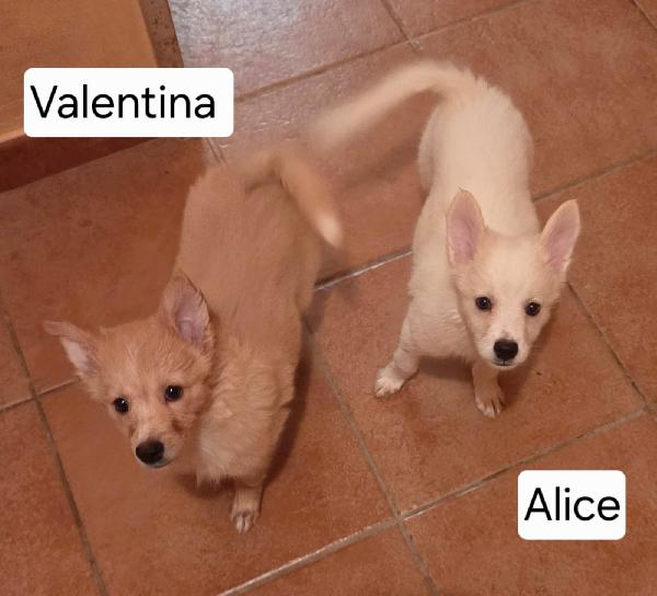 Meravigliosi cuccioli di volpino in adozione  Foto 3