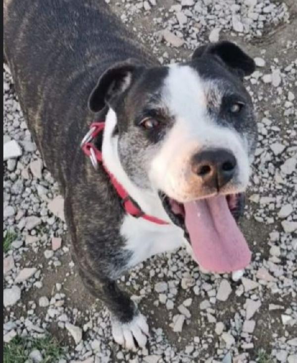 Simil Amstaff Sfortunato Invecchia In Canile.caserta