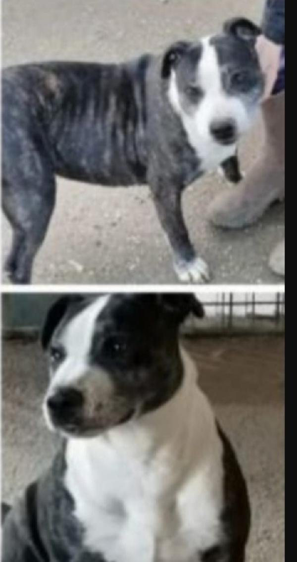 Simil Amstaff sfortunato invecchia in canile.CASERTA Foto 5
