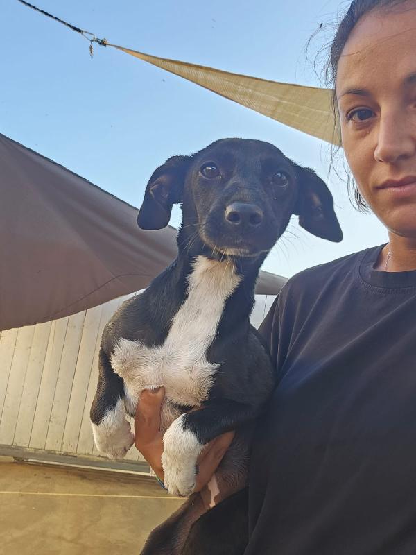 Beatrice Dolce Cucciola Taglia Piccola Cerca Famiglia 