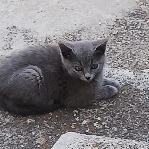 Sissi E Lilli Simil Certosina E Tigrata 