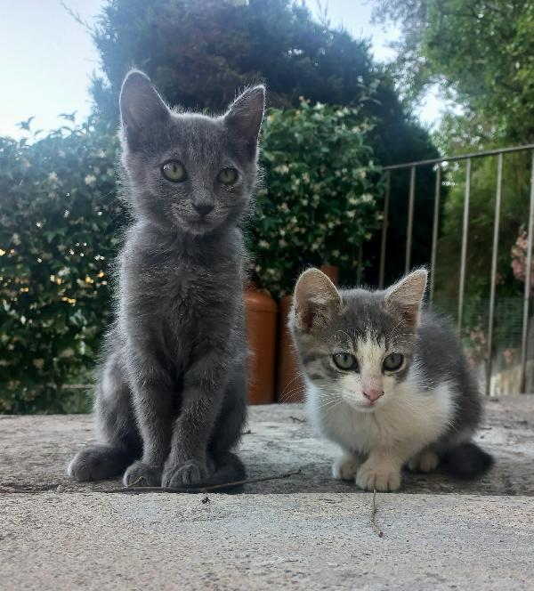 Sissi e Lilli simil certosina e tigrata  Foto 2