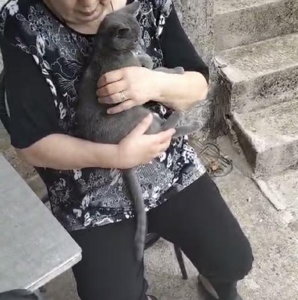 Sissi e Lilli simil certosina e tigrata  Foto 3