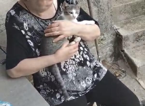 Sissi e Lilli simil certosina e tigrata  Foto 4