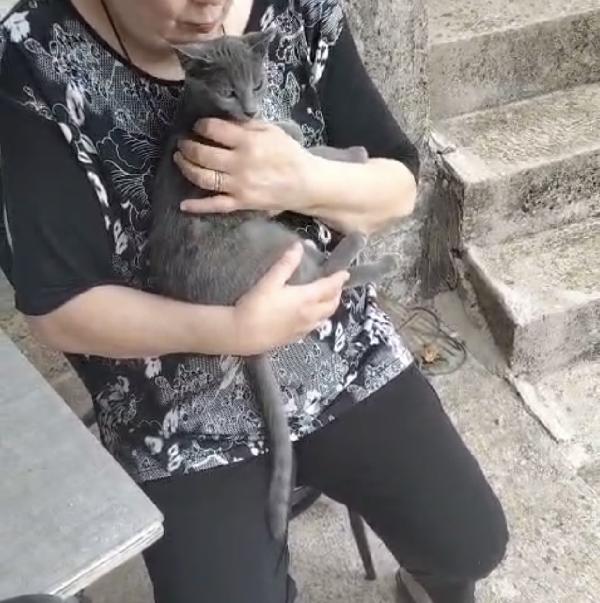 Sissi e Lilli simil certosina e tigrata  Foto 5