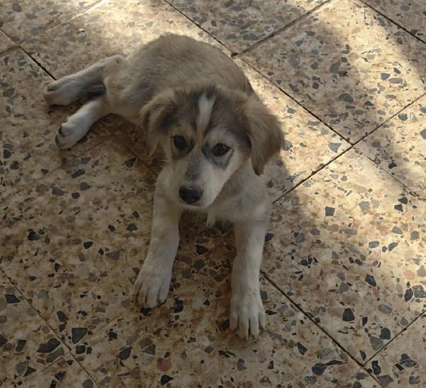 🐾 CHEOPE, DOLCE CUCCIOLA IN CERCA DI FAMIGLIA 🐾 Foto 6