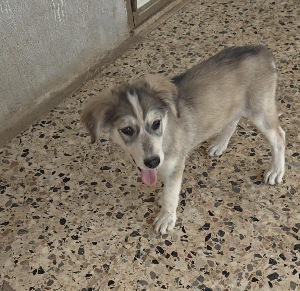 🐾 CHEOPE, DOLCE CUCCIOLA IN CERCA DI FAMIGLIA 🐾 Foto 8