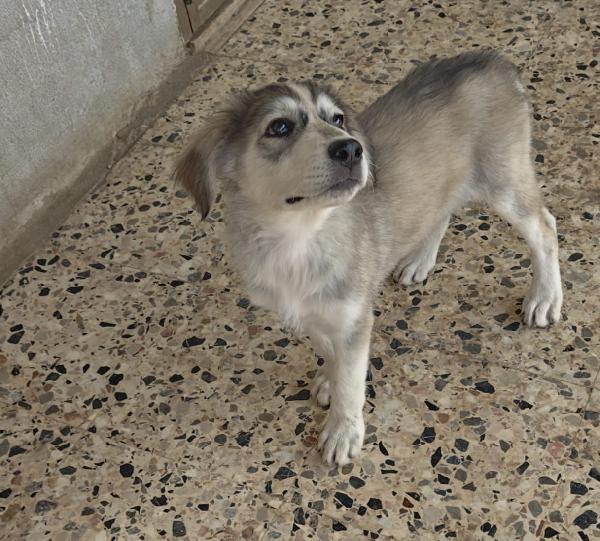 🌸 CHEOPE, LA TENEREZZA IN CERCA DI CASA 🌸 Foto 7