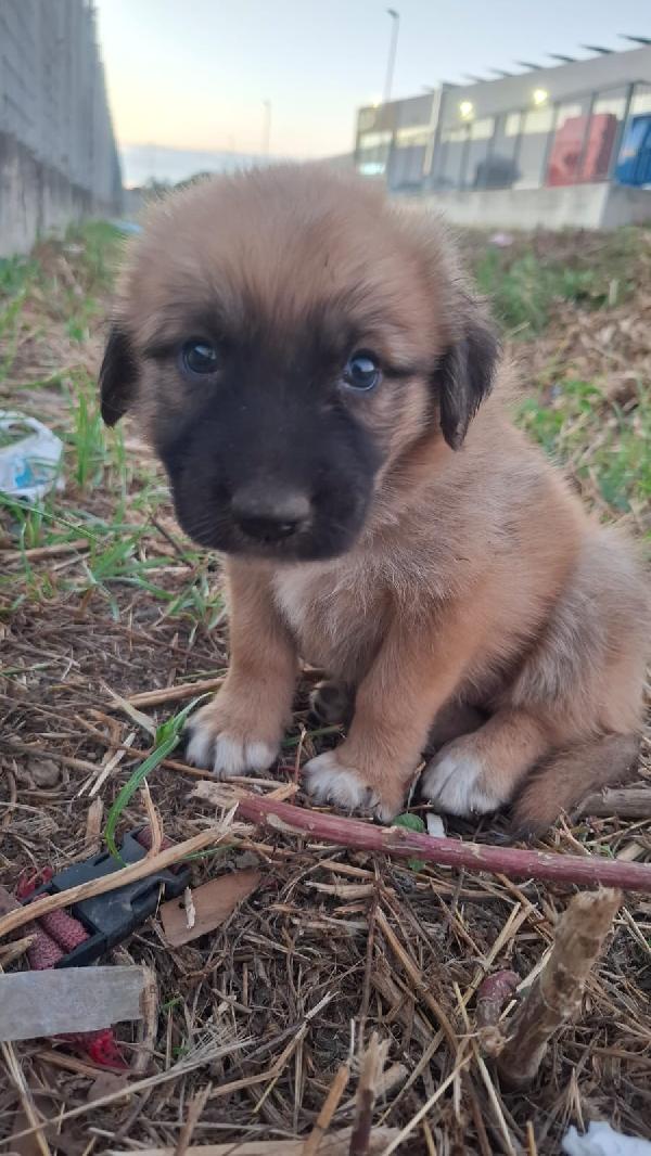 Bellissimi Cuccioli Fantasia 