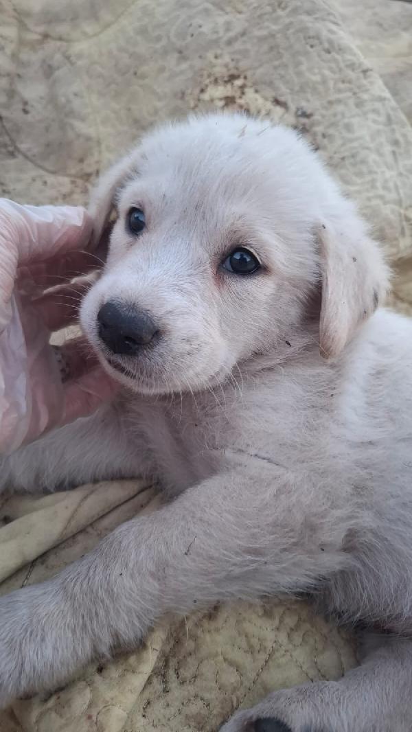 Bellissimi cuccioli fantasia  Foto 2