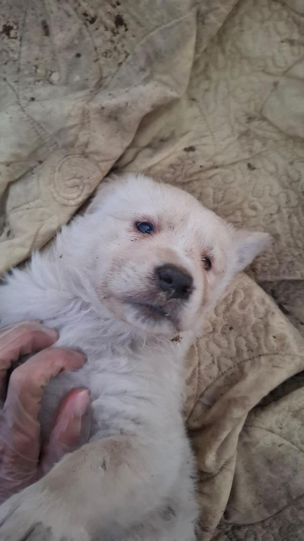Bellissimi cuccioli fantasia  Foto 3